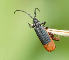 Calochrominae