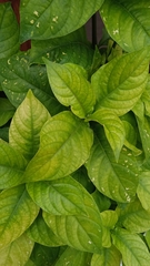 Hydrangea macrophylla