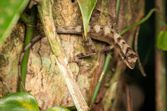 Anolis lemurinus