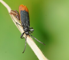 Calochrominae