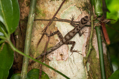 Anolis lemurinus