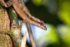 Anolis lemurinus