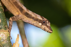 Anolis lemurinus