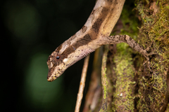 Anolis lemurinus