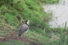 Vanellus crassirostris