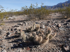 Opuntia diploursina