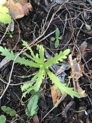 Layia platyglossa