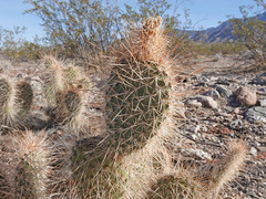 Opuntia diploursina