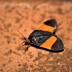 Semniomima