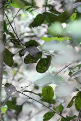 Myrcianthes fragrans