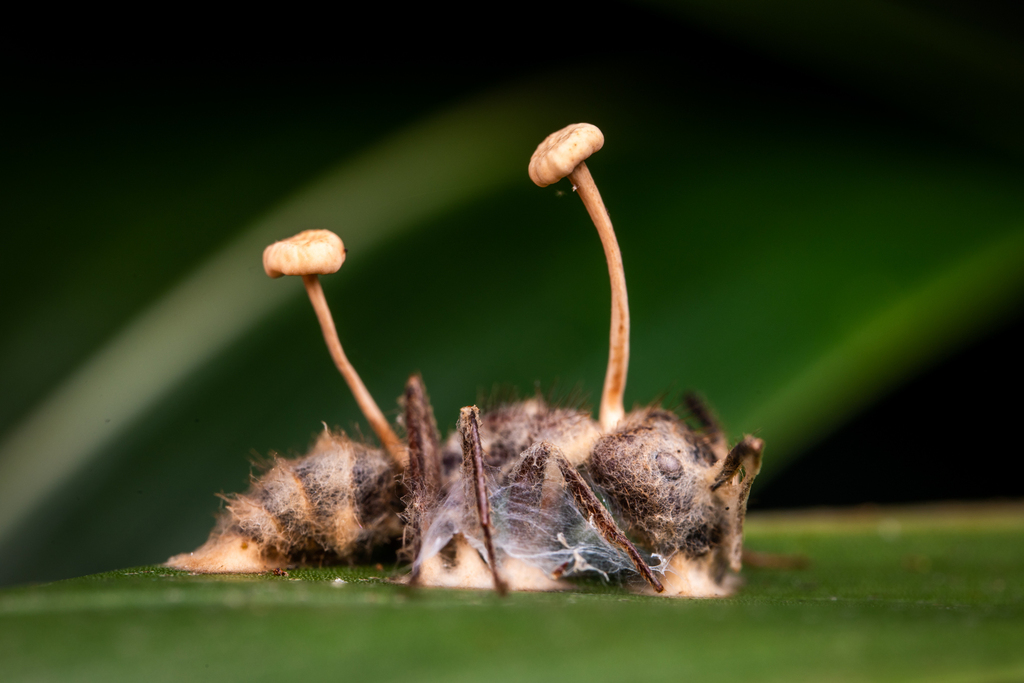 Ophiocordyceps lloydii