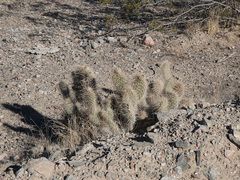 Opuntia diploursina