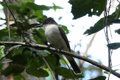 Tyrannus caudifasciatus caymanensis