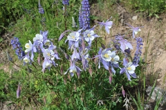 Aquilegia coerulea coerulea