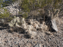 Opuntia diploursina
