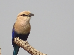 Coracias cyanogaster