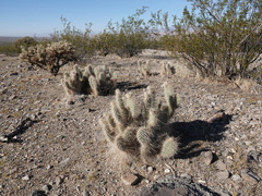Opuntia diploursina