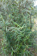 Croton linearis