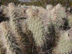 Opuntia diploursina