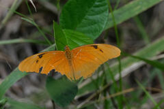Dryas iulia zoe