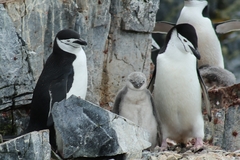 Pygoscelis antarcticus