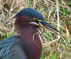 Thamnophis proximus orarius