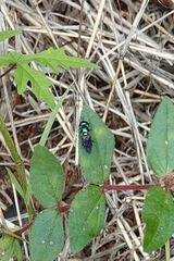 Calloceratina