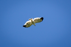 Pseudastur albicollis