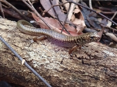 Silvascincus murrayi