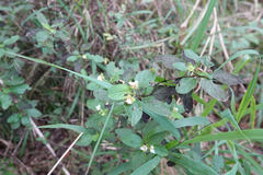 Lantana involucrata