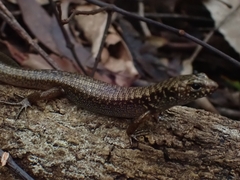 Silvascincus murrayi