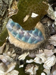 Polyplacophora