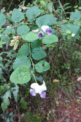 Crotalaria verrucosa