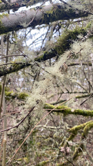Usnea longissima