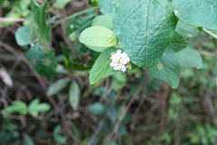 Lantana involucrata