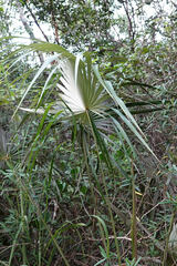 Coccothrinax proctorii