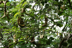 Tamarindus indica