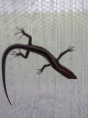 Cryptoblepharus