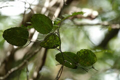 Smilax havanensis