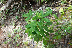 Psychotria nervosa