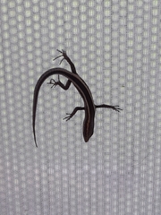 Cryptoblepharus