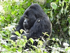 Gorilla beringei beringei
