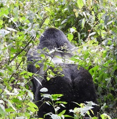 Gorilla beringei beringei