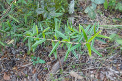 Croton linearis
