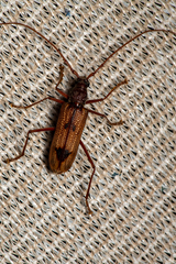 Phoracantha acanthocera