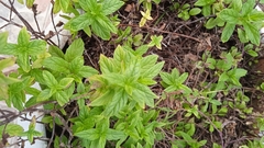 Heliotropium angiospermum