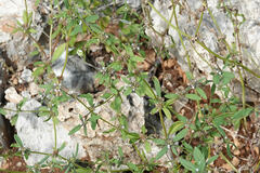 Spermacoce tetraquetra