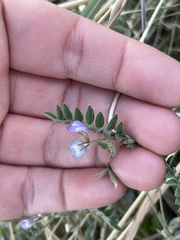 Astragalus nuttallianus