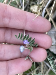 Astragalus nuttallianus