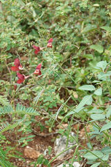 Macroptilium lathyroides